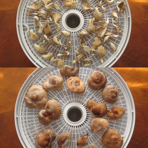 Dehydrated Mushrooms on the Nesco Snackmaster Pro