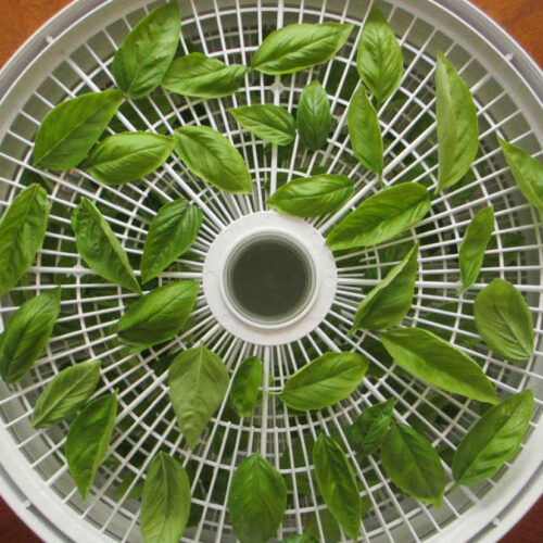 Dried Basil on the Nesco Snackmaster Pro
