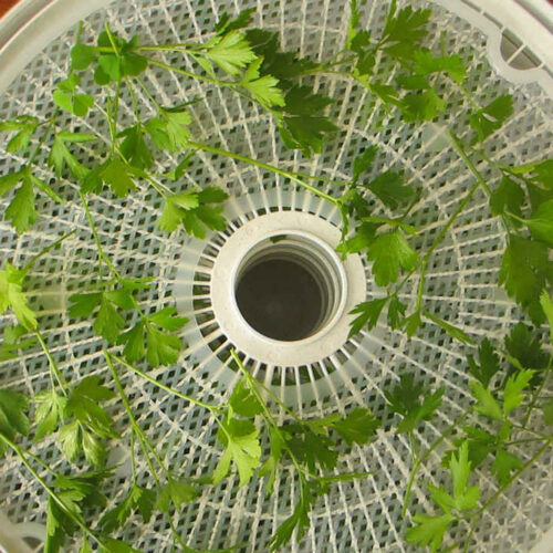 Dried Cilantro on the Nesco Snackmaster Pro