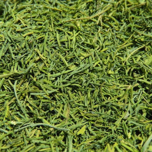 Dried Dill on the Nesco Snackmaster Pro