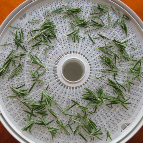 Dried Rosemary on the Nesco Snackmaster Pro
