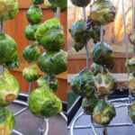 Roasted Brussels Sprouts on the Big Easy